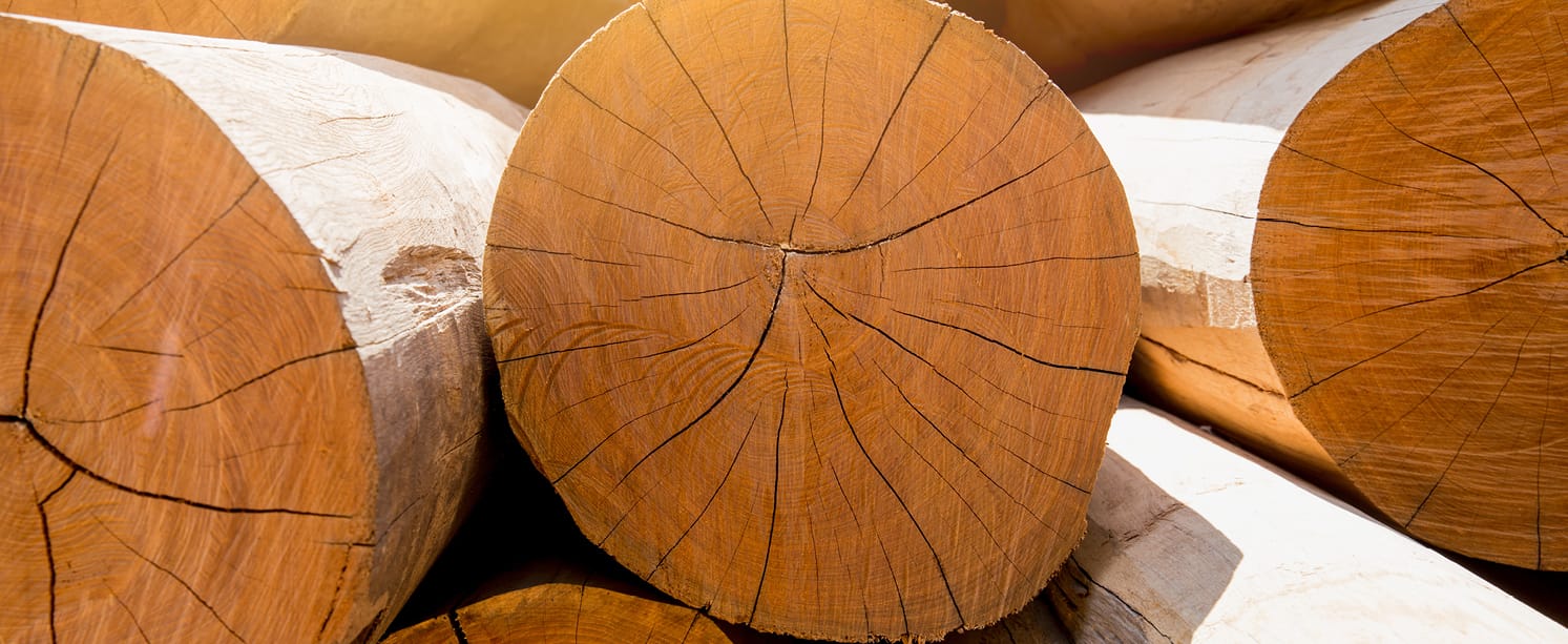 Marine-Grade Timber Explained: Sourcing Wood for Coastal Conditions