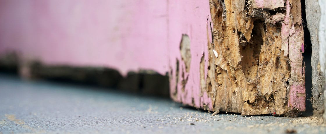 Which Timber Merchants Offer Rot-Resistant Wood: A Complete Guide