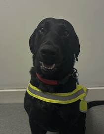 Branch Therapy Dog headshot image