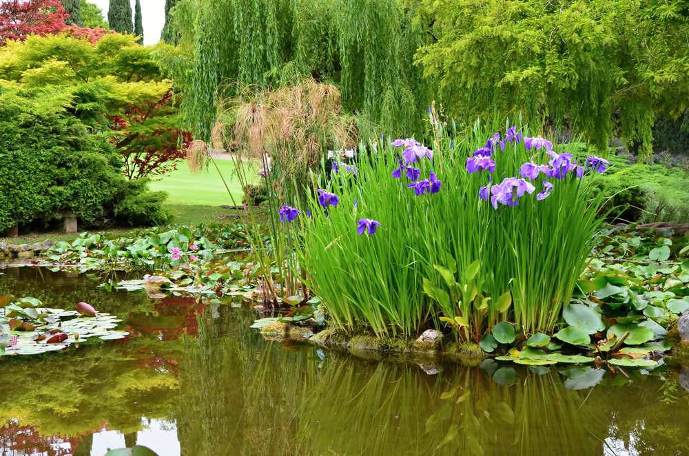 Pond filled with lillypads and many flowers to house amphibious animals