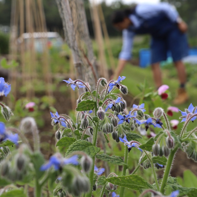 blue flowers begining to bloom