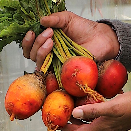 gardener holding ripe crops