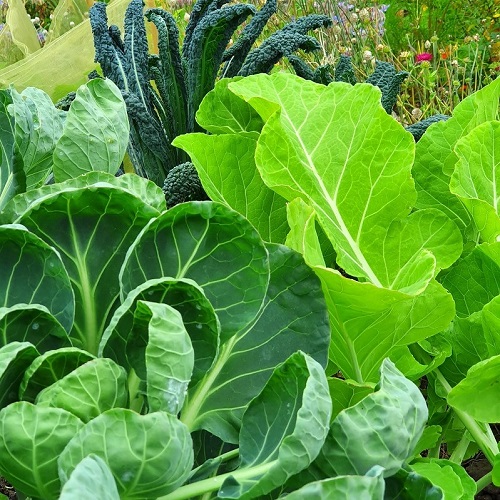 lettuce ready for harvest